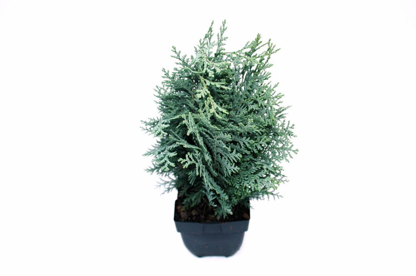 Chamaecyparis l. 'Pelt's Blue' - C2